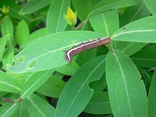 0806worm.JPG