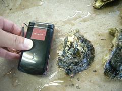 uwajima_oyster2y2.JPG